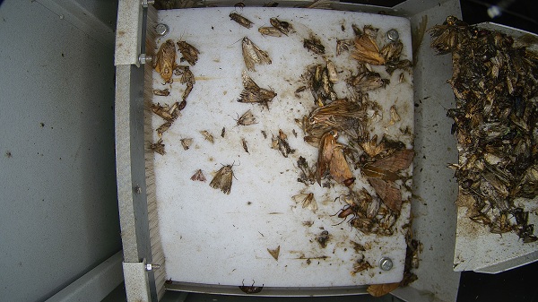 病蟲害監(jiān)測系統(tǒng)圖片2 病蟲害監(jiān)測系統(tǒng)圖片2