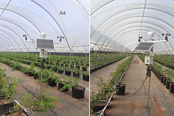 設(shè)施藍(lán)莓園智能監(jiān)測(cè)設(shè)備圖片1 設(shè)施藍(lán)莓園智能監(jiān)測(cè)設(shè)備圖片1