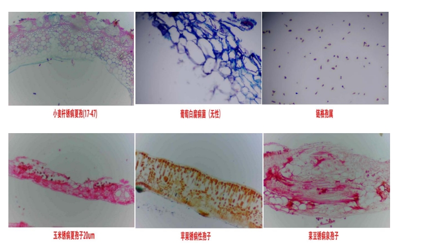 物聯(lián)網(wǎng)智能孢子捕捉系統(tǒng)圖片3 物聯(lián)網(wǎng)智能孢子捕捉系統(tǒng)圖片3