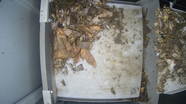 蟲情監(jiān)測(cè)圖片1 蟲情監(jiān)測(cè)圖片1