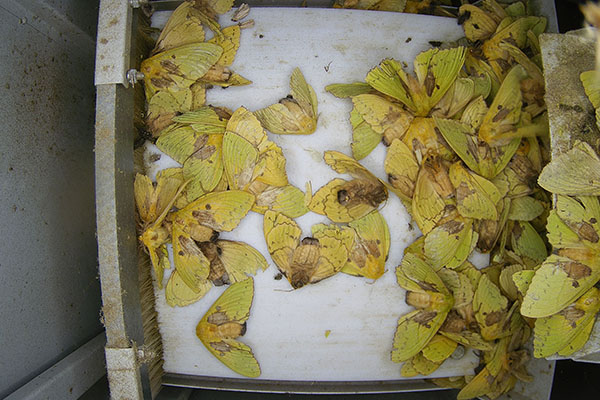 蟲情測(cè)報(bào)設(shè)備圖片5 蟲情測(cè)報(bào)設(shè)備圖片5