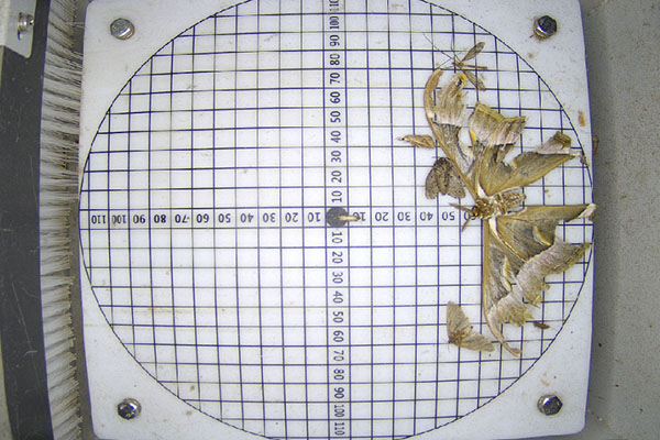 蟲情預(yù)警圖片1 蟲情預(yù)警圖片1