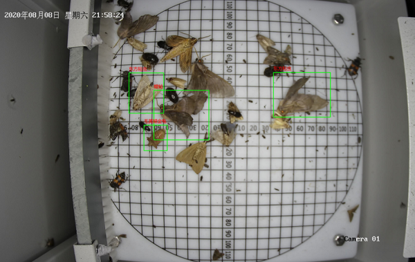 蟲情監(jiān)測圖片